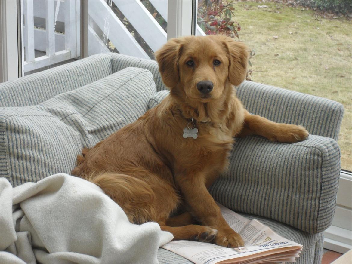 Nova scotia duck tolling retriever Bastian - Tager lige en slapper i sofaen med Børsen. billede 2