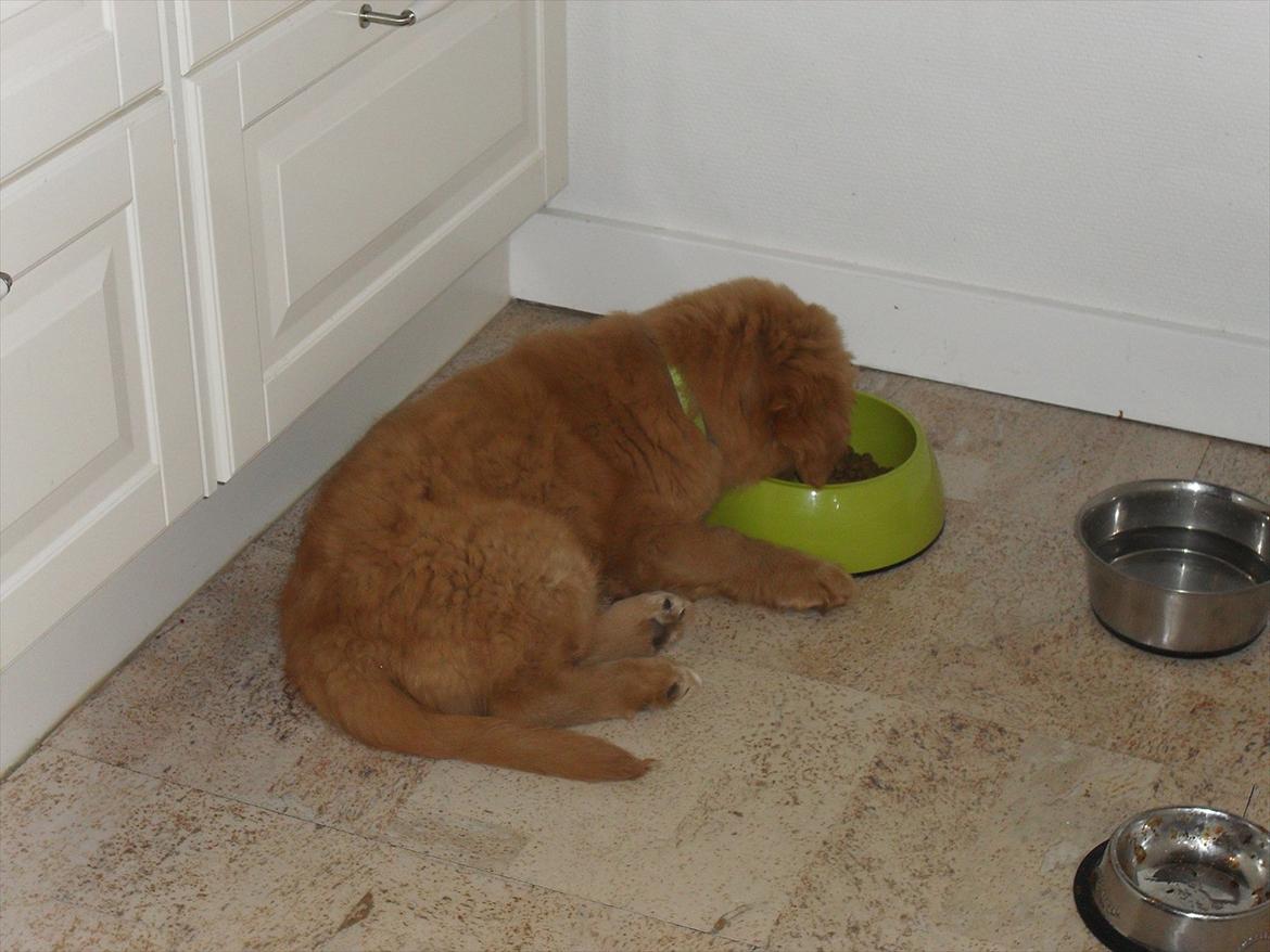 Nova scotia duck tolling retriever Bastian - Det er hårdt at spise. billede 3