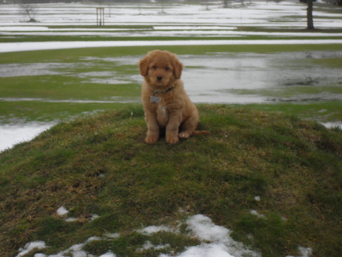 Nova scotia duck tolling retriever Bastian - Den fødte fotomodel på golfbanen. billede 4