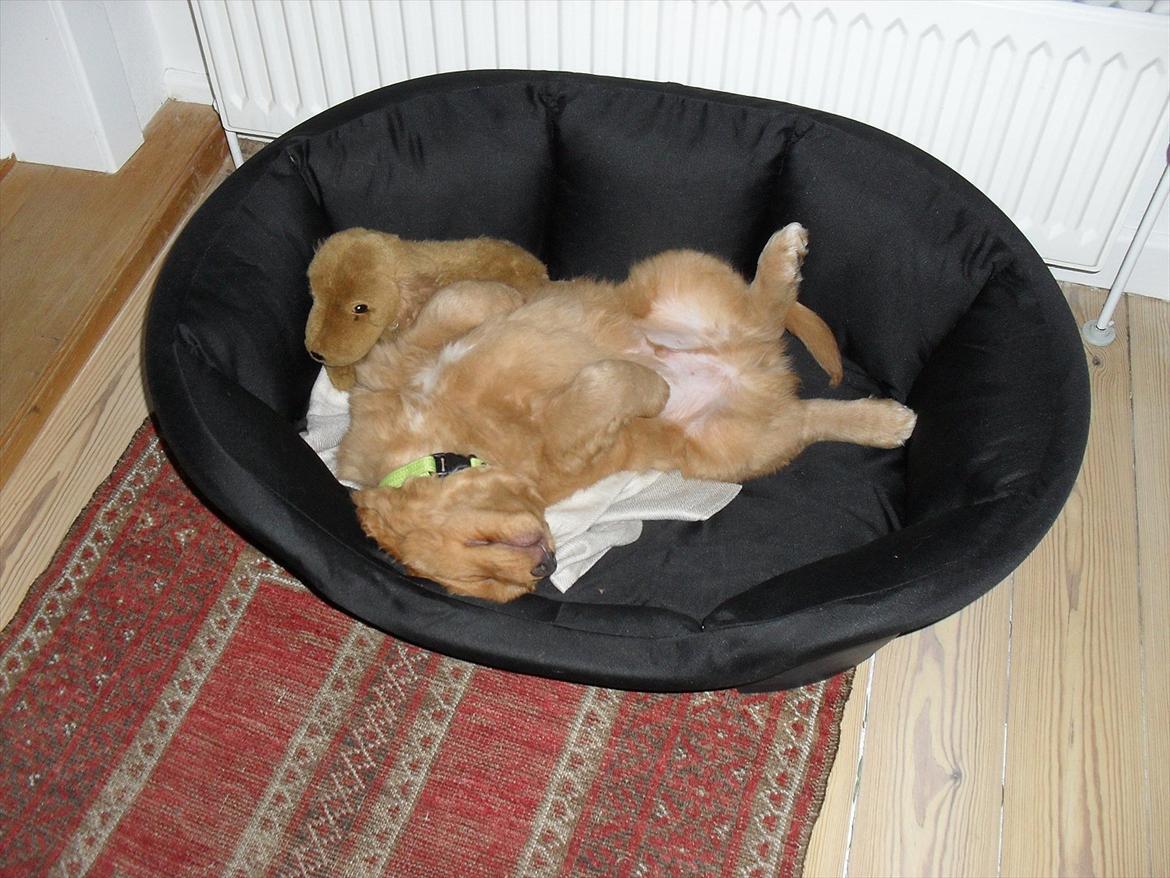 Nova scotia duck tolling retriever Bastian - Typisk toller sovestilling billede 5