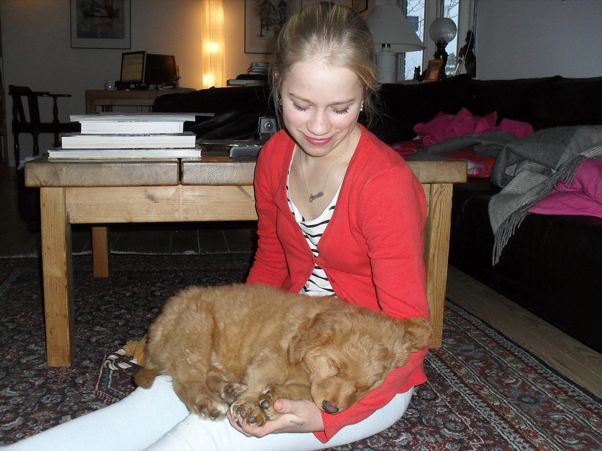 Nova scotia duck tolling retriever Bastian - Dejligt at sove i arme. billede 6