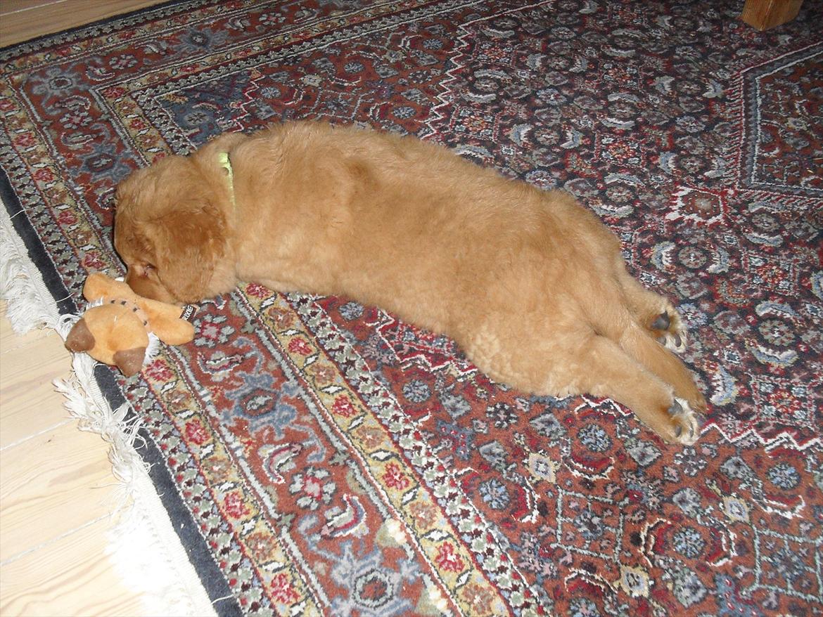 Nova scotia duck tolling retriever Bastian - Lidt sæl er man vel? billede 7