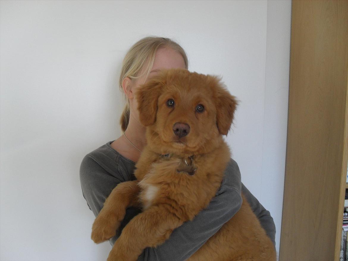 Nova scotia duck tolling retriever Bastian - Hvor er man smuk. billede 8