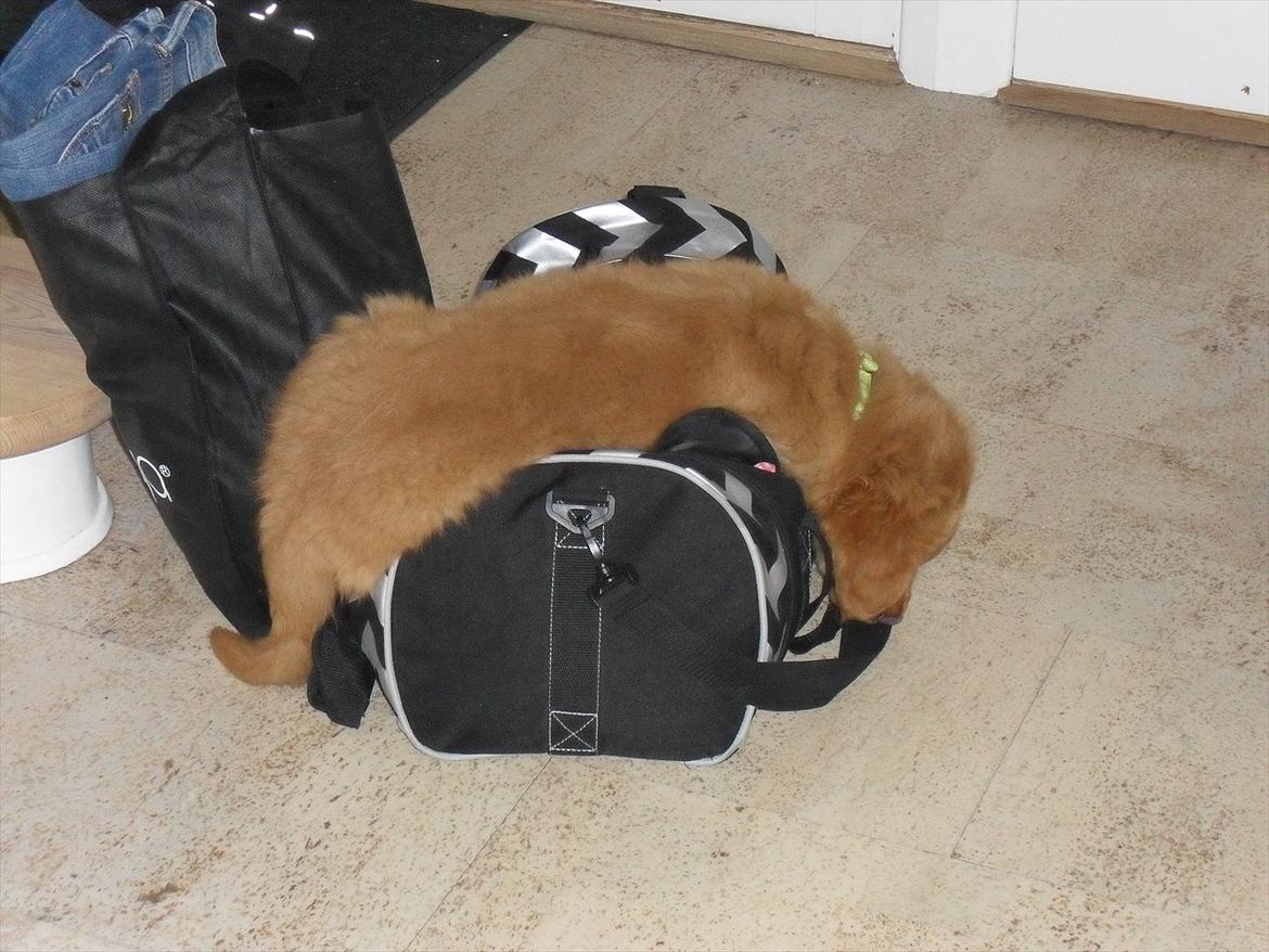 Nova scotia duck tolling retriever Bastian - Cecilie må ikke tage på weekend! billede 9