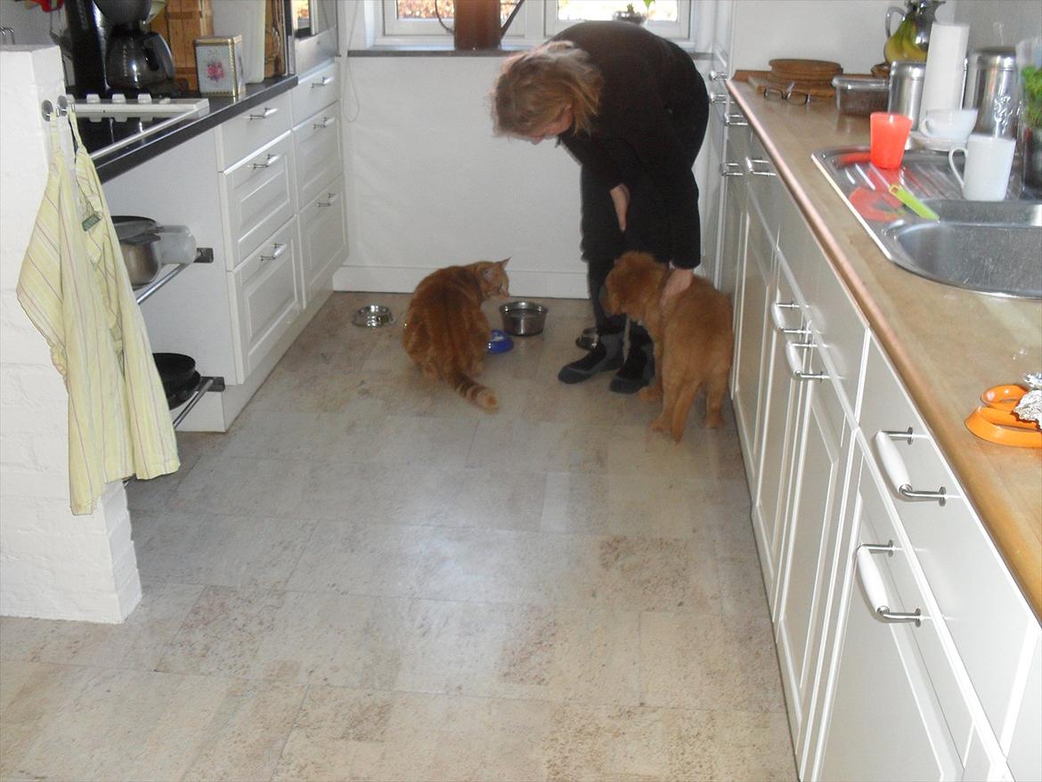 Nova scotia duck tolling retriever Bastian - Er han mon også en toller? billede 10