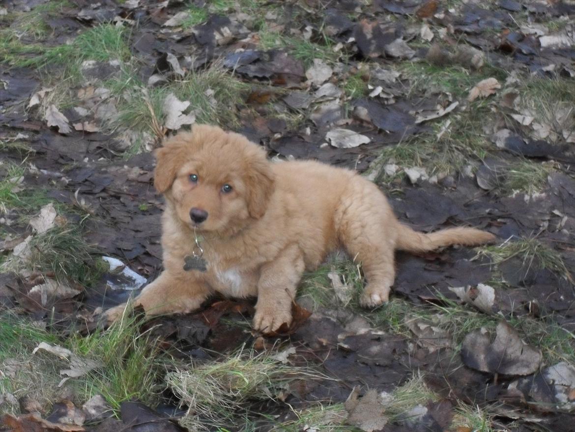Nova scotia duck tolling retriever Bastian - Dagen efter vi fik ham (9 uger). billede 11