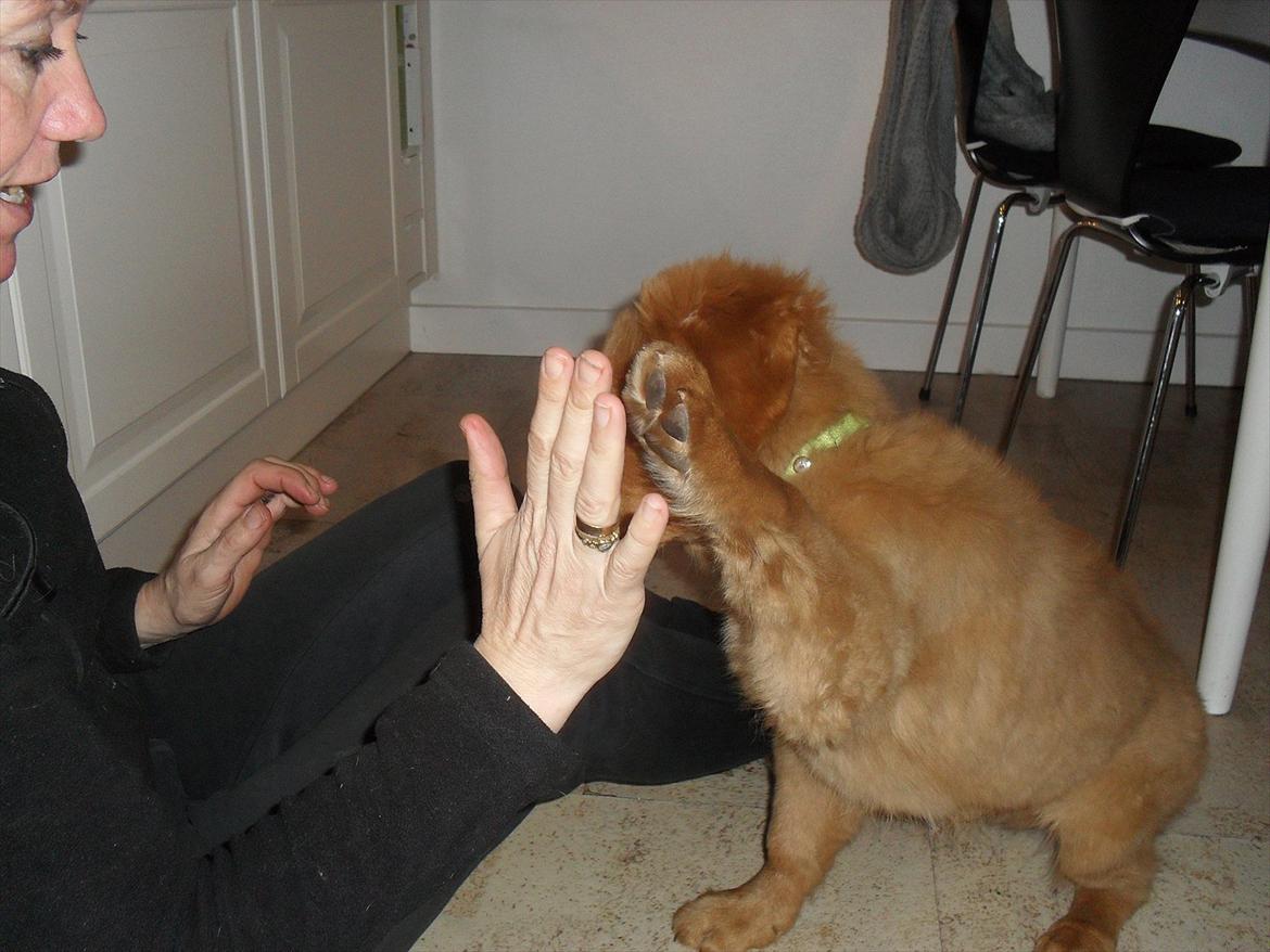 Nova scotia duck tolling retriever Bastian - High five. billede 12