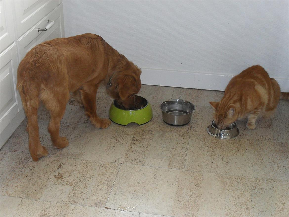 Nova scotia duck tolling retriever Bastian - OK, han var ikke toller men vi kan godt være venner alligevel. billede 13