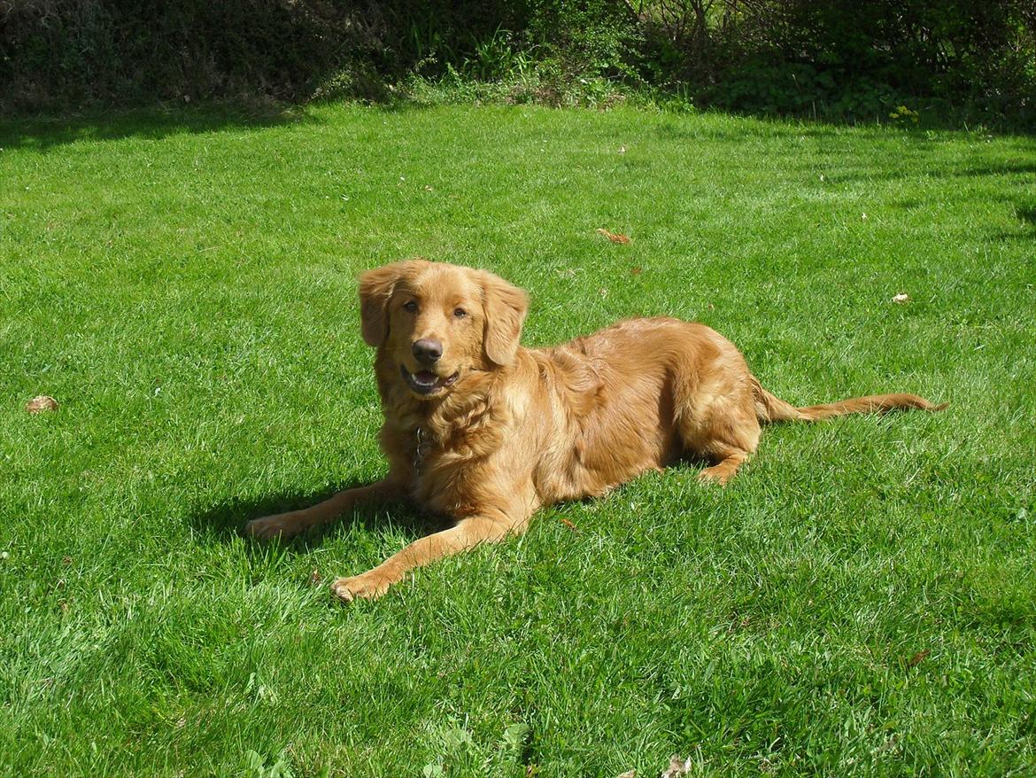 Nova scotia duck tolling retriever Bastian - Bastian ca. 5 mdr.  billede 14