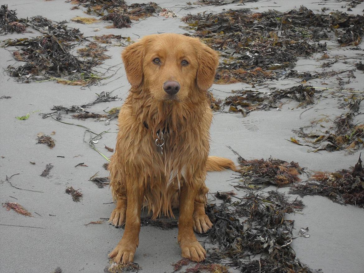 Nova scotia duck tolling retriever Bastian - Vand er bare det bedste. billede 15