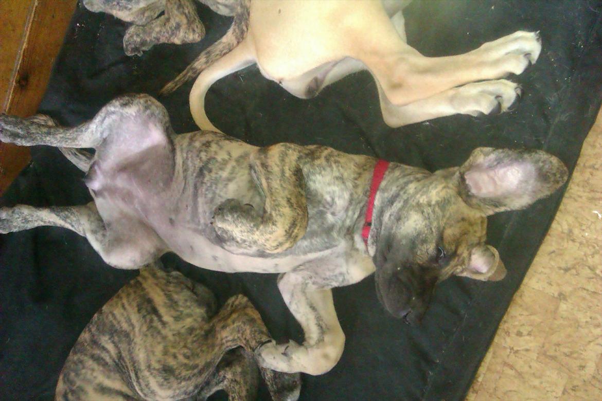 Grand danois Annabell billede 14