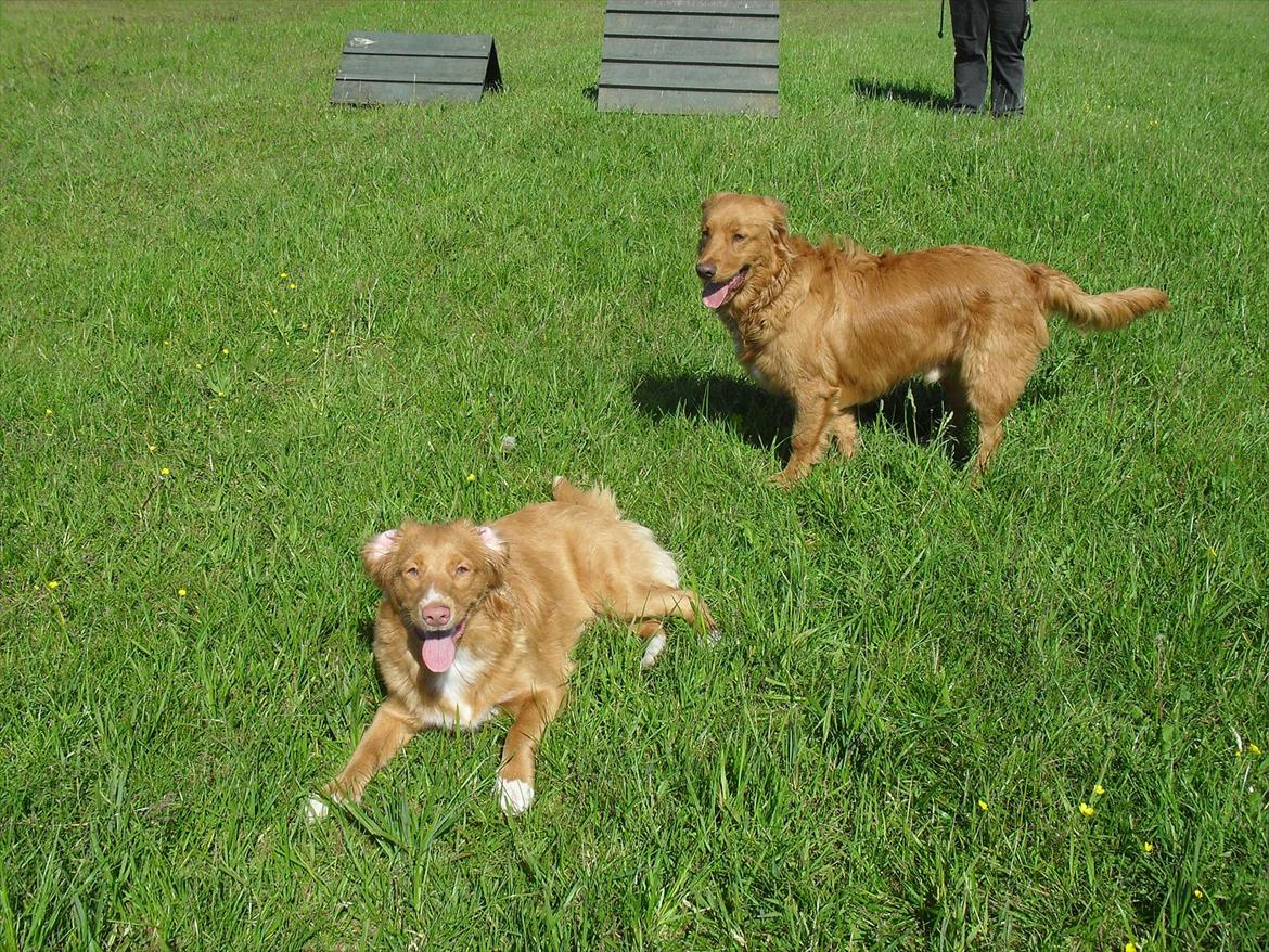 Nova scotia duck tolling retriever Bastian - Bastian med sin veninde Tinka. billede 16