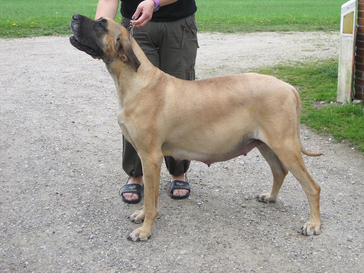 Grand danois Silot's Babylon - Her ser i så mig "let & elefant" jeg vejer her 80kg istedet for mine normalt 67kg men der ligger osse 10 hvalpe derinde .... billede 3