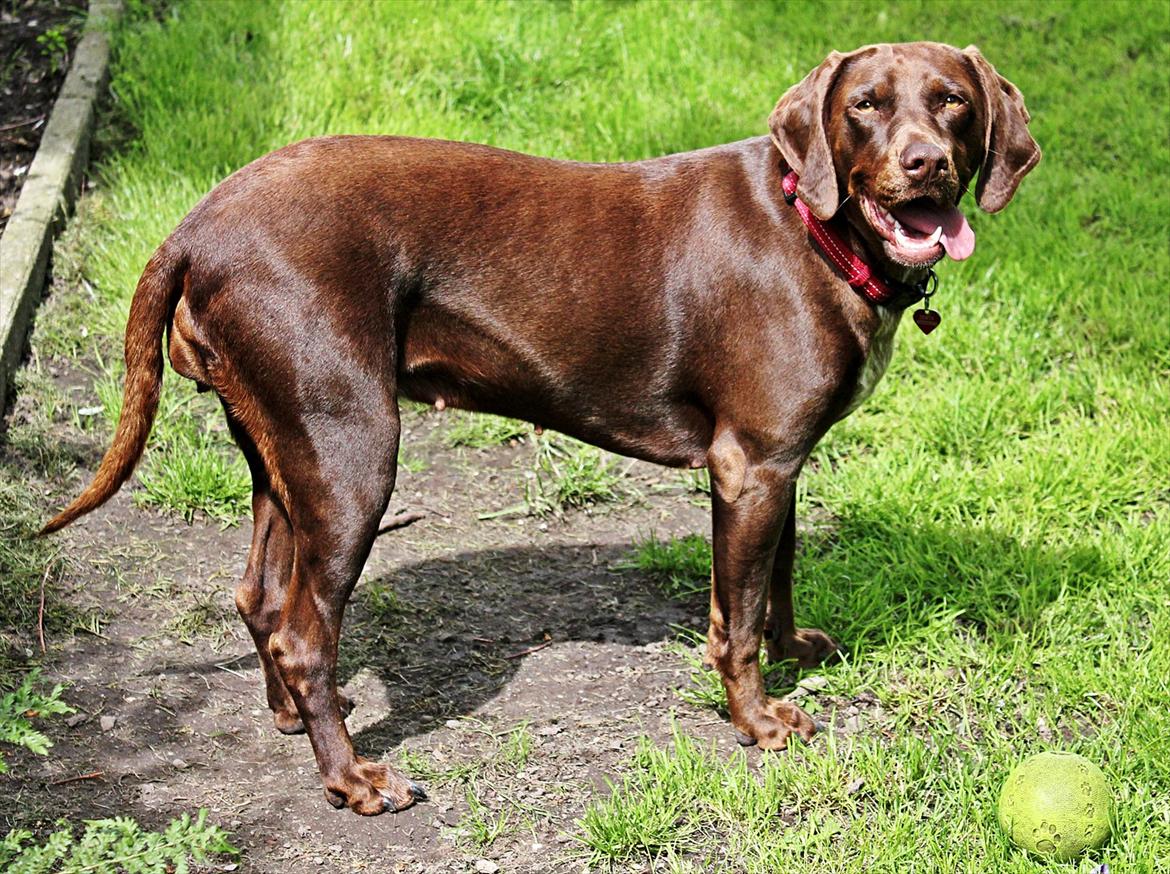 Blanding af racer zenta billede 1