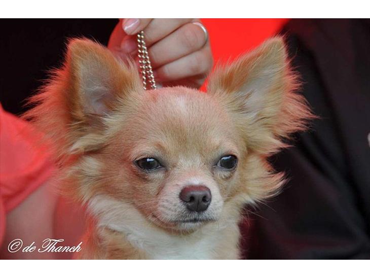 Chihuahua Chiboel's Dancing Joey - 8½ mdr. billede 1