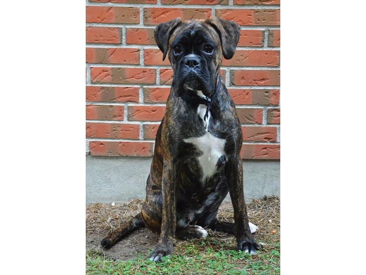 Boxer Bertha billede 1