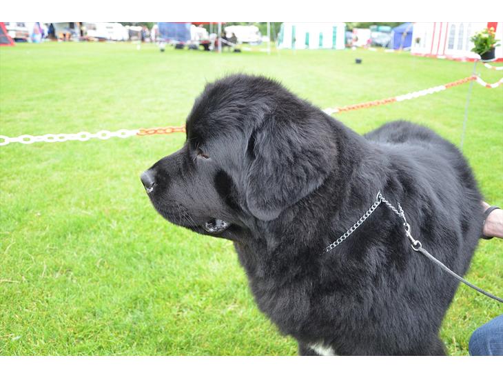 Newfoundlænder Aslan (Newf-line) billede 1