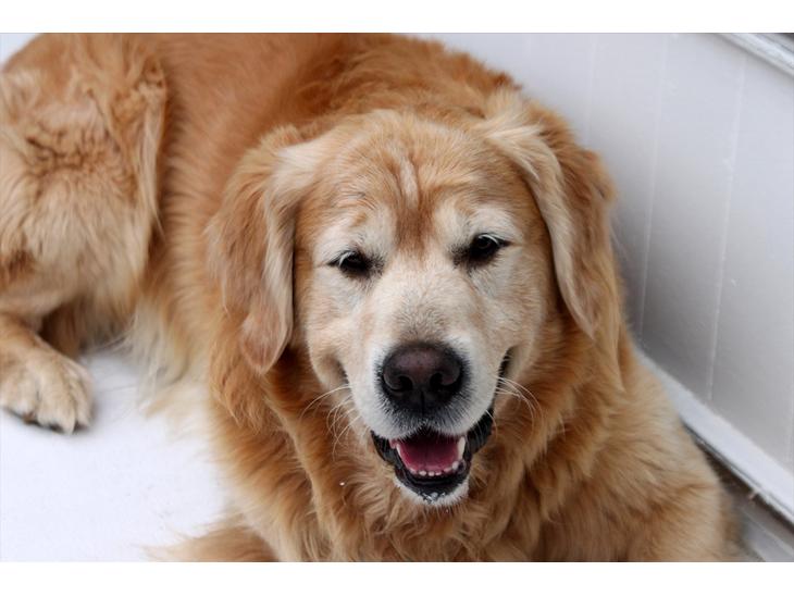 Golden retriever Simba billede 1