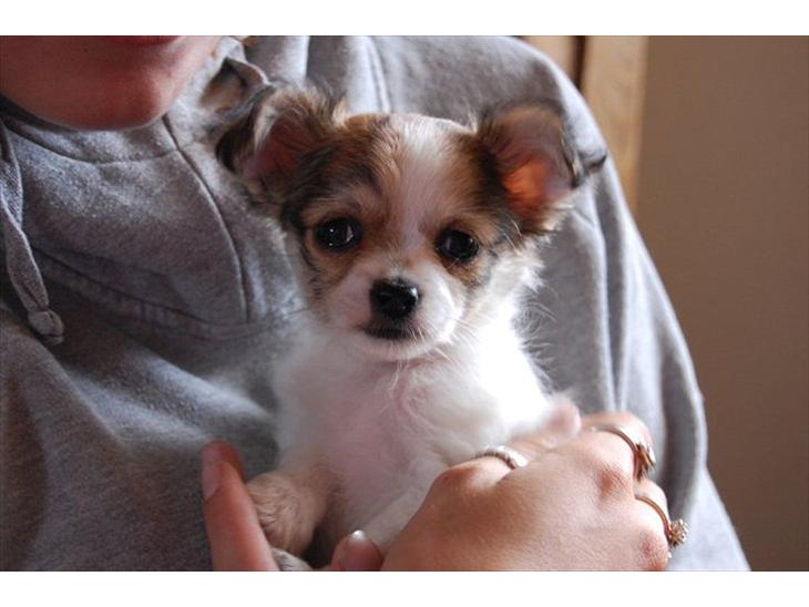 {{currentPhoto.altText}} billede {{currentPhoto.number}}