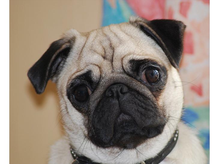 Mops Cleo billede 2