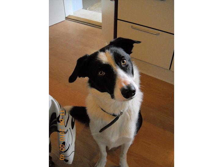 {{currentPhoto.altText}} billede {{currentPhoto.number}}