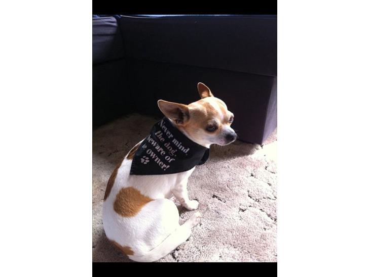 Chihuahua Fucchi billede 1