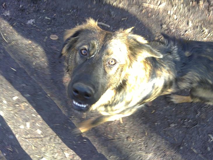 Blanding af racer Ami billede 1