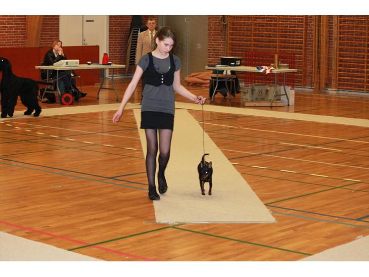 Dvaergpinscher Nikoline * R.I.P * billede 1