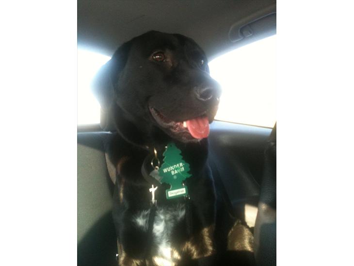 Blanding af racer Lotus billede 1