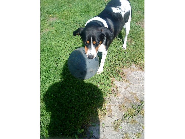 Blanding af racer Sussie ( Dino ) R.I.P - Min savnede fodbold stjerne <3 billede 1