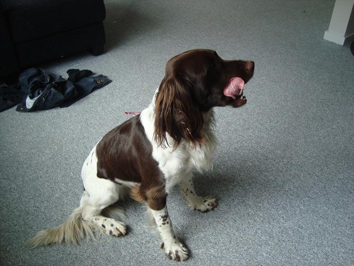 Engelsk springer spaniel Loke billede 1