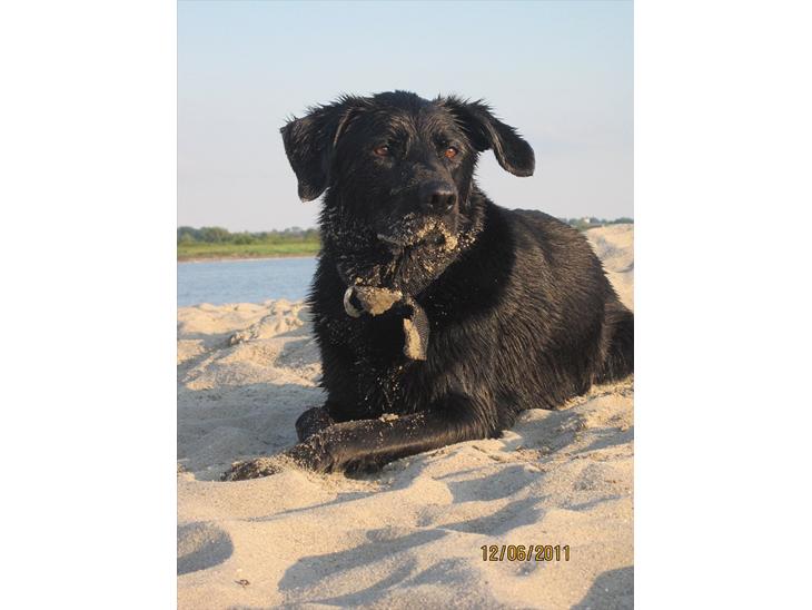 Labrador retriever Molly - En smuk skabning. billede 1