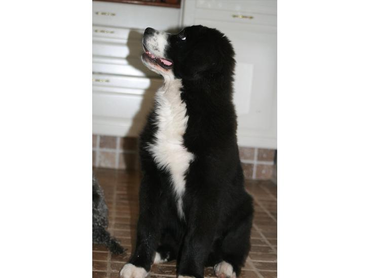 {{currentPhoto.altText}} billede {{currentPhoto.number}}