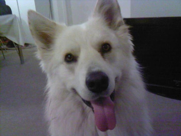 {{currentPhoto.altText}} billede {{currentPhoto.number}}