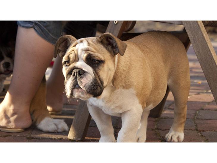 Engelsk bulldog Enja  (solgt) billede 1
