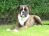 Boxer Primo