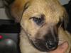 Blanding af racer Canadisk ulvehund/?? Navn Laika [Tidl. hund]