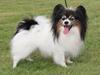 Papillon Arkibald