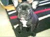 Fransk bulldog Odin