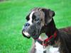 Boxer Branco von der suhla / Don