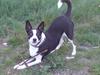 Blanding af racer Bella himmel hund 