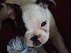 Fransk bulldog Hubert
