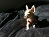 Chihuahua Malie