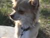 Chihuahua Cody [Tidl. hund]