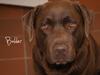 Labrador retriever Balder | Verdens bedste! <3