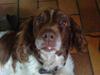 Engelsk springer spaniel Fæstibakkes Alicia (Freja) ^Ha det godt der oppe!^ [ Himmelhund]