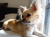 Chihuahua Assia