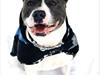 Staffordshire bull terrier Adam's Ghost Surprise