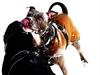 Staffordshire bull terrier Miss Silver Tinkle
