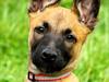 Malinois Quelle vom Heustadlwasser